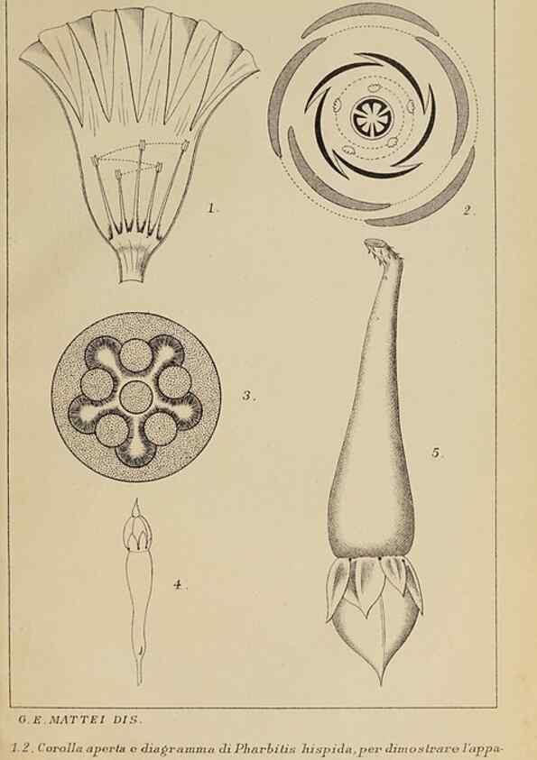 Reproducción/Reproduction 47126237322: Convolvulacee /. Bologna :Società tipografica Azzoguidi,1887.. 