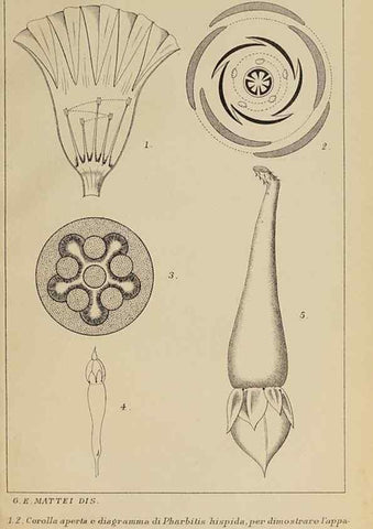 Reproducción/Reproduction 47126237322: Convolvulacee /. Bologna :Società tipografica Azzoguidi,1887.. 