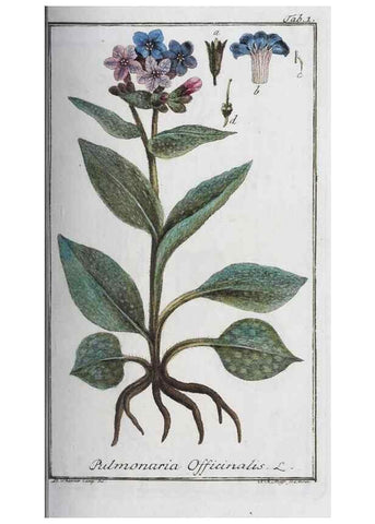 Reproducción/Reproduction 46455464814: Icones plantarum medicinalium.. Nürnberg :auf Kosten der Raspischen Buchhandlung,1779-1790. 