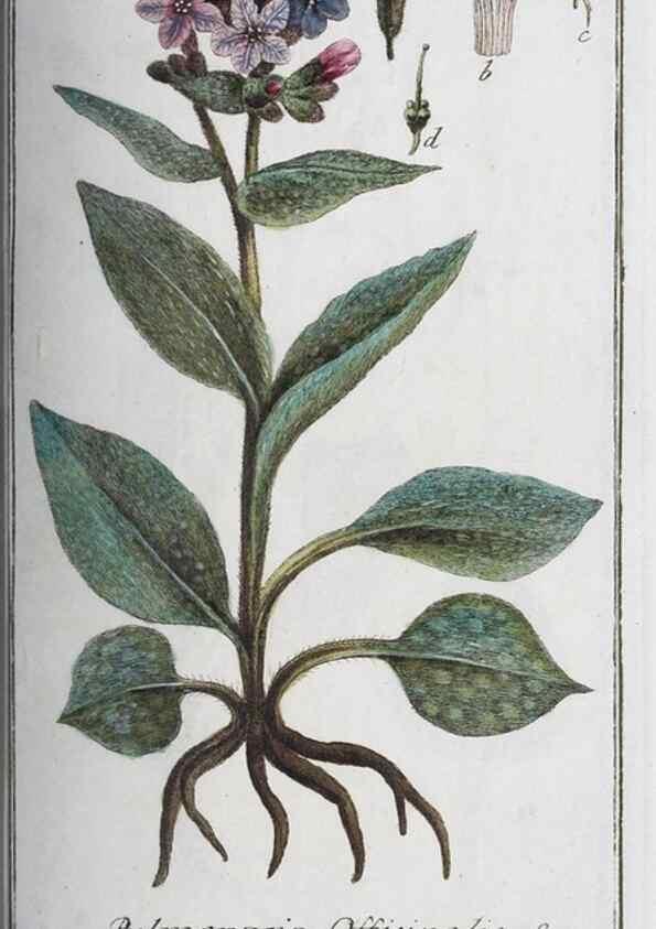 Reproducción/Reproduction 46455464814: Icones plantarum medicinalium.. Nürnberg :auf Kosten der Raspischen Buchhandlung,1779-1790. 