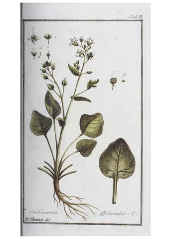 Reproducción/Reproduction 46455466884: Icones plantarum medicinalium.. Nürnberg :auf Kosten der Raspischen Buchhandlung,1779-1790. 