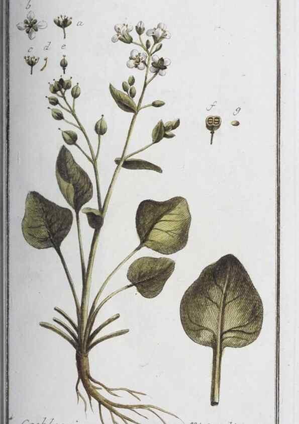 Reproducción/Reproduction 46455466884: Icones plantarum medicinalium.. Nürnberg :auf Kosten der Raspischen Buchhandlung,1779-1790. 