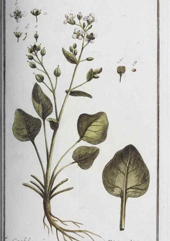 Reproducción/Reproduction 46455466884: Icones plantarum medicinalium.. Nürnberg :auf Kosten der Raspischen Buchhandlung,1779-1790. 