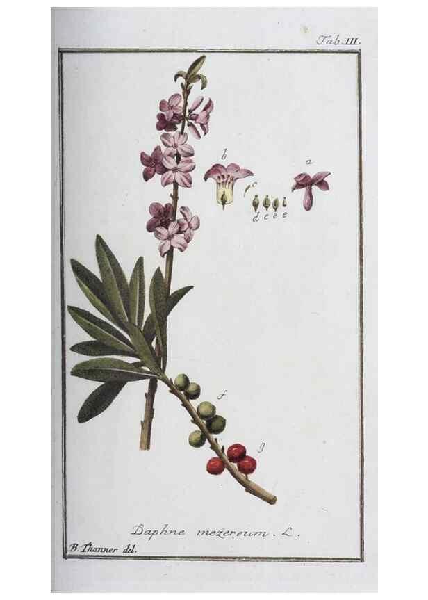 Reproducción/Reproduction 33303665958: Icones plantarum medicinalium.. Nürnberg :auf Kosten der Raspischen Buchhandlung,1779-1790. 