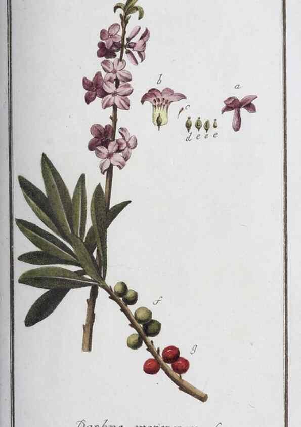 Reproducción/Reproduction 33303665958: Icones plantarum medicinalium.. Nürnberg :auf Kosten der Raspischen Buchhandlung,1779-1790. 