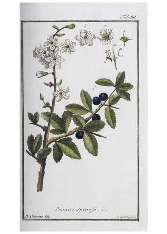 Reproducción/Reproduction 46264800755: Icones plantarum medicinalium.. Nürnberg :auf Kosten der Raspischen Buchhandlung,1779-1790. 