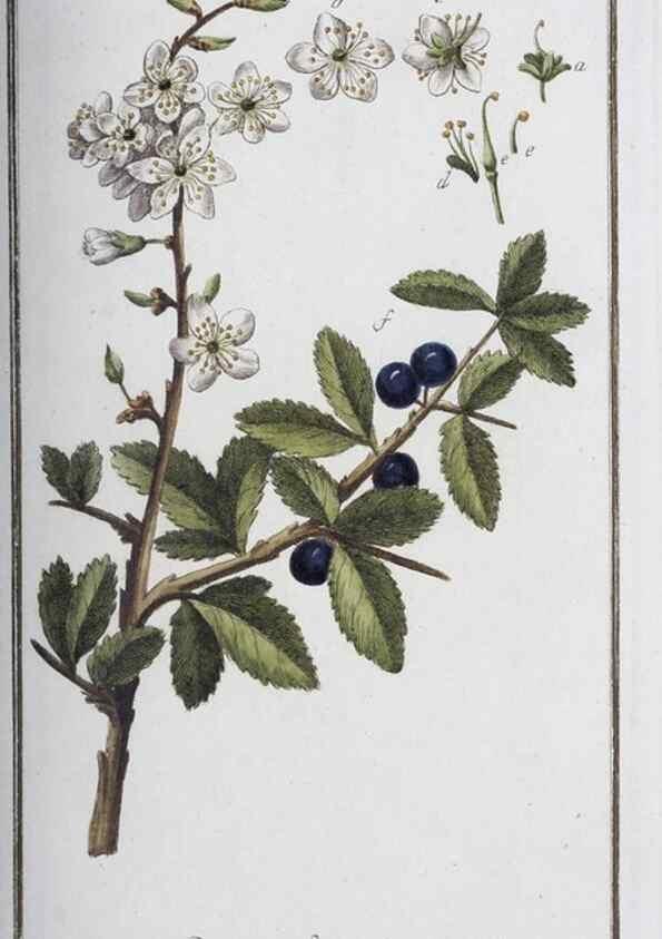 Reproducción/Reproduction 46264800755: Icones plantarum medicinalium.. Nürnberg :auf Kosten der Raspischen Buchhandlung,1779-1790. 