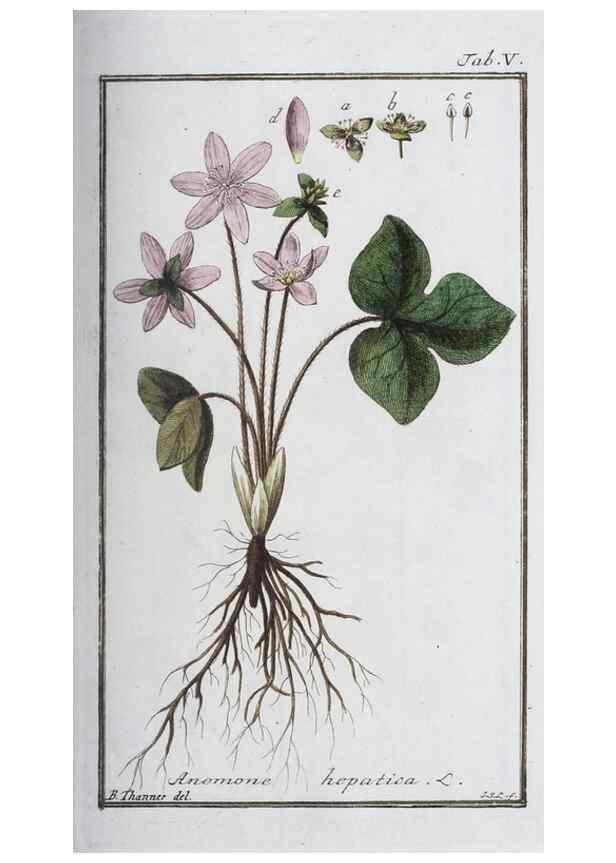 Reproducción/Reproduction 46264801735: Icones plantarum medicinalium.. Nürnberg :auf Kosten der Raspischen Buchhandlung,1779-1790. 