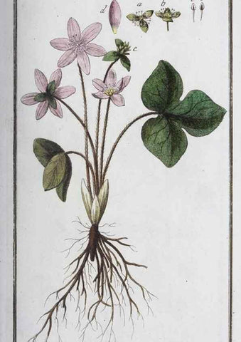 Reproducción/Reproduction 46264801735: Icones plantarum medicinalium.. Nürnberg :auf Kosten der Raspischen Buchhandlung,1779-1790. 