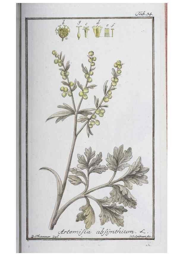 Reproducción/Reproduction 33303691818: Icones plantarum medicinalium.. Nürnberg :auf Kosten der Raspischen Buchhandlung,1779-1790. 