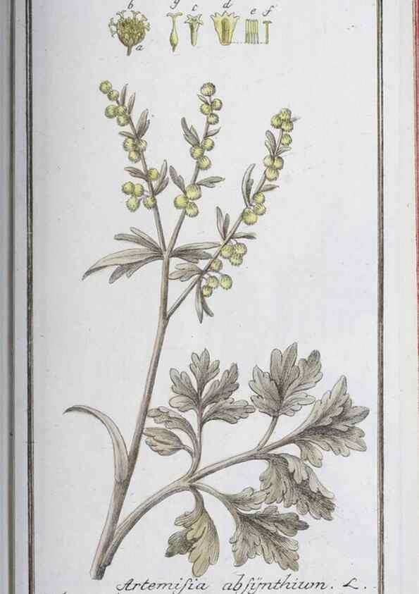 Reproducción/Reproduction 33303691818: Icones plantarum medicinalium.. Nürnberg :auf Kosten der Raspischen Buchhandlung,1779-1790. 