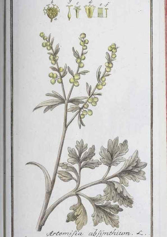 Reproducción/Reproduction 33303691818: Icones plantarum medicinalium.. Nürnberg :auf Kosten der Raspischen Buchhandlung,1779-1790. 