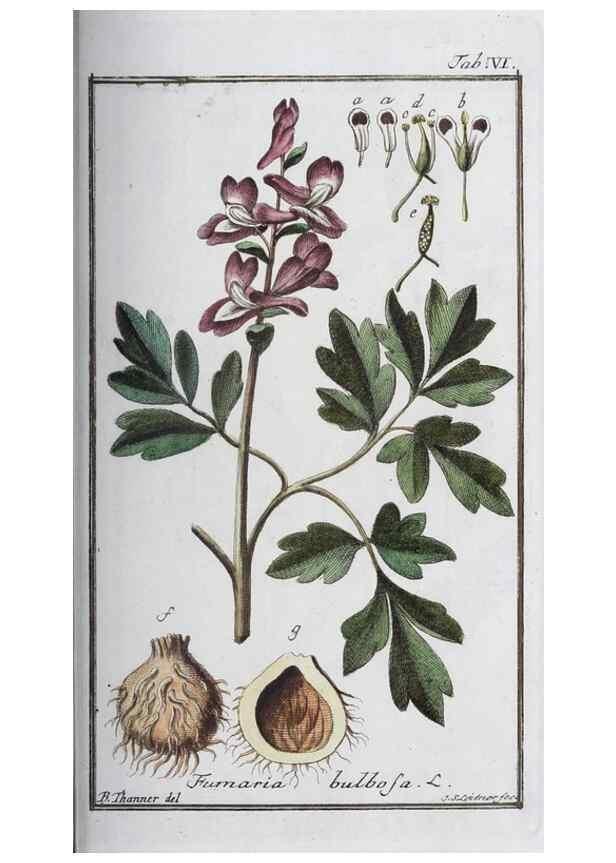 Reproducción/Reproduction 47127111082: Icones plantarum medicinalium.. Nürnberg :auf Kosten der Raspischen Buchhandlung,1779-1790. 