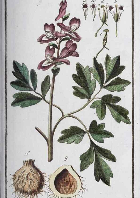 Reproducción/Reproduction 47127111082: Icones plantarum medicinalium.. Nürnberg :auf Kosten der Raspischen Buchhandlung,1779-1790. 
