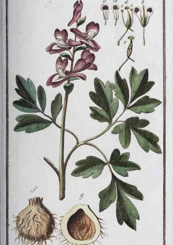 Reproducción/Reproduction 47127111082: Icones plantarum medicinalium.. Nürnberg :auf Kosten der Raspischen Buchhandlung,1779-1790. 
