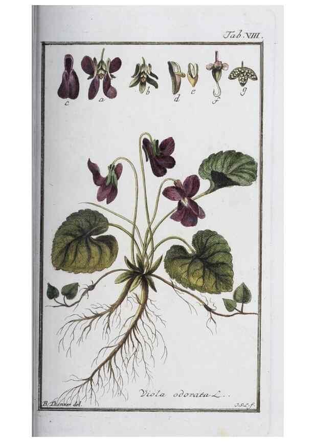 Reproducción/Reproduction 46264804635: Icones plantarum medicinalium.. Nürnberg :auf Kosten der Raspischen Buchhandlung,1779-1790. 