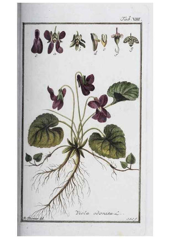 Reproducción/Reproduction 46264804635: Icones plantarum medicinalium.. Nürnberg :auf Kosten der Raspischen Buchhandlung,1779-1790. 