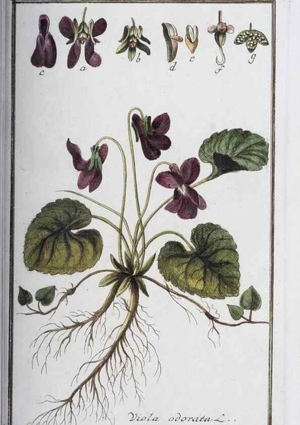 Reproducción/Reproduction 46264804635: Icones plantarum medicinalium.. Nürnberg :auf Kosten der Raspischen Buchhandlung,1779-1790. 