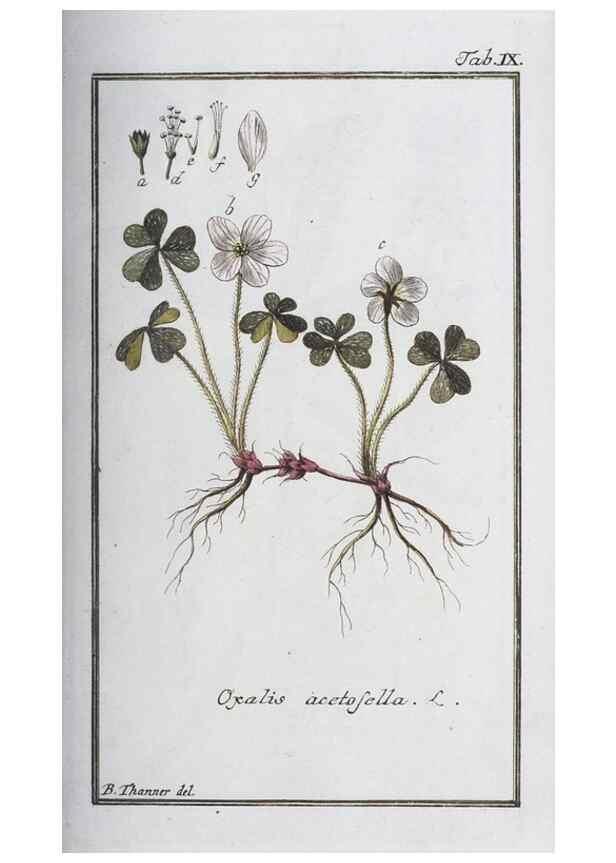 Reproducción/Reproduction 47178945861: Icones plantarum medicinalium.. Nürnberg :auf Kosten der Raspischen Buchhandlung,1779-1790. 
