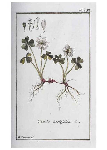 Reproducción/Reproduction 47178945861: Icones plantarum medicinalium.. Nürnberg :auf Kosten der Raspischen Buchhandlung,1779-1790. 