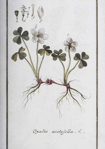 Reproducción/Reproduction 47178945861: Icones plantarum medicinalium.. Nürnberg :auf Kosten der Raspischen Buchhandlung,1779-1790. 