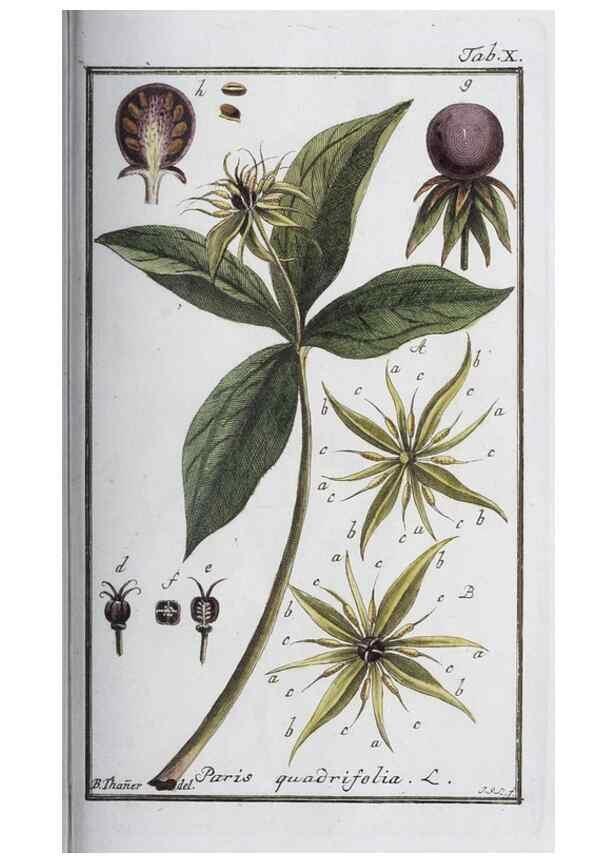 Reproducción/Reproduction 47127113402: Icones plantarum medicinalium.. Nürnberg :auf Kosten der Raspischen Buchhandlung,1779-1790. 