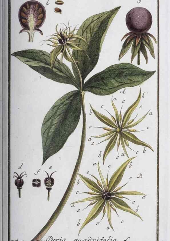 Reproducción/Reproduction 47127113402: Icones plantarum medicinalium.. Nürnberg :auf Kosten der Raspischen Buchhandlung,1779-1790. 