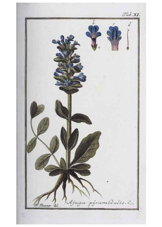 Reproducción/Reproduction 46455473114: Icones plantarum medicinalium.. Nürnberg :auf Kosten der Raspischen Buchhandlung,1779-1790. 