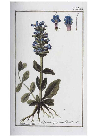 Reproducción/Reproduction 46455473114: Icones plantarum medicinalium.. Nürnberg :auf Kosten der Raspischen Buchhandlung,1779-1790. 