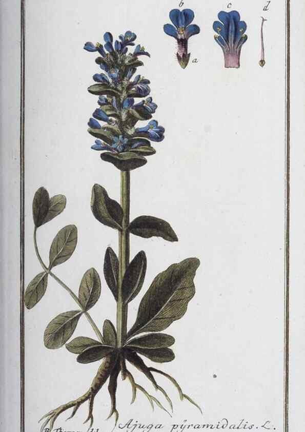 Reproducción/Reproduction 46455473114: Icones plantarum medicinalium.. Nürnberg :auf Kosten der Raspischen Buchhandlung,1779-1790. 
