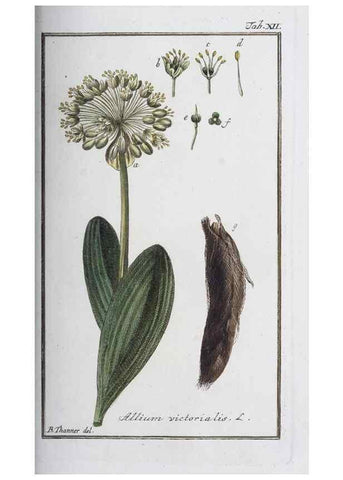 Reproducción/Reproduction 47178947381: Icones plantarum medicinalium.. Nürnberg :auf Kosten der Raspischen Buchhandlung,1779-1790. 