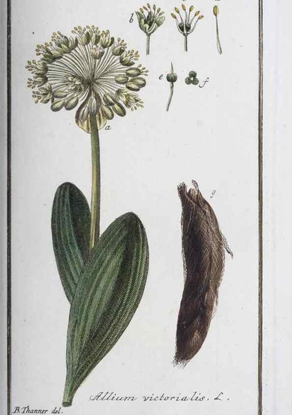 Reproducción/Reproduction 47178947381: Icones plantarum medicinalium.. Nürnberg :auf Kosten der Raspischen Buchhandlung,1779-1790. 