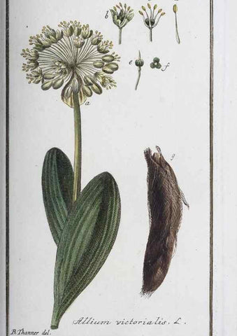 Reproducción/Reproduction 47178947381: Icones plantarum medicinalium.. Nürnberg :auf Kosten der Raspischen Buchhandlung,1779-1790. 