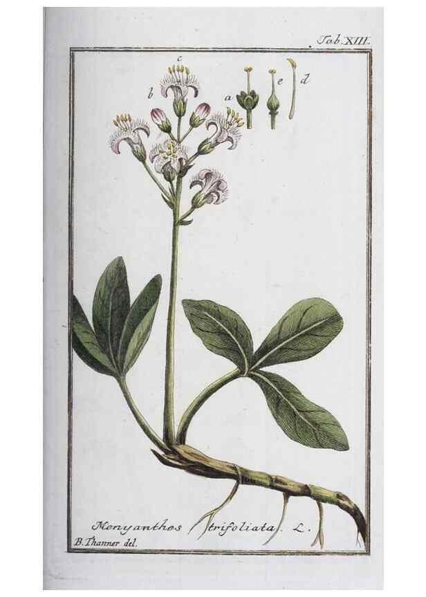 Reproducción/Reproduction 46264809185: Icones plantarum medicinalium.. Nürnberg :auf Kosten der Raspischen Buchhandlung,1779-1790. 