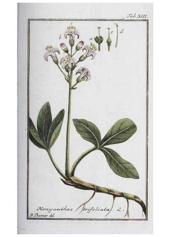 Reproducción/Reproduction 46264809185: Icones plantarum medicinalium.. Nürnberg :auf Kosten der Raspischen Buchhandlung,1779-1790. 