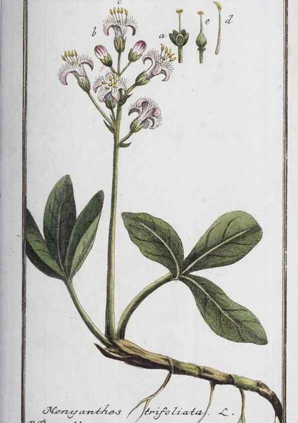 Reproducción/Reproduction 46264809185: Icones plantarum medicinalium.. Nürnberg :auf Kosten der Raspischen Buchhandlung,1779-1790. 