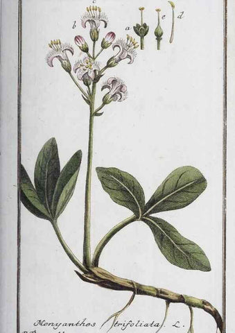 Reproducción/Reproduction 46264809185: Icones plantarum medicinalium.. Nürnberg :auf Kosten der Raspischen Buchhandlung,1779-1790. 