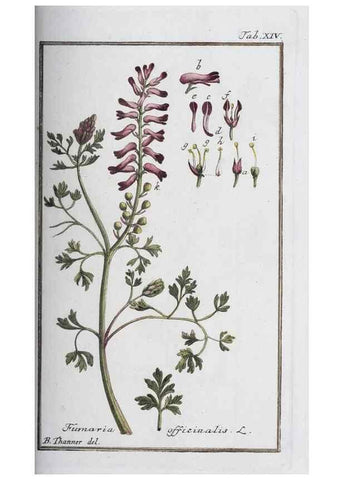 Reproducción/Reproduction 46455475404: Icones plantarum medicinalium.. Nürnberg :auf Kosten der Raspischen Buchhandlung,1779-1790. 