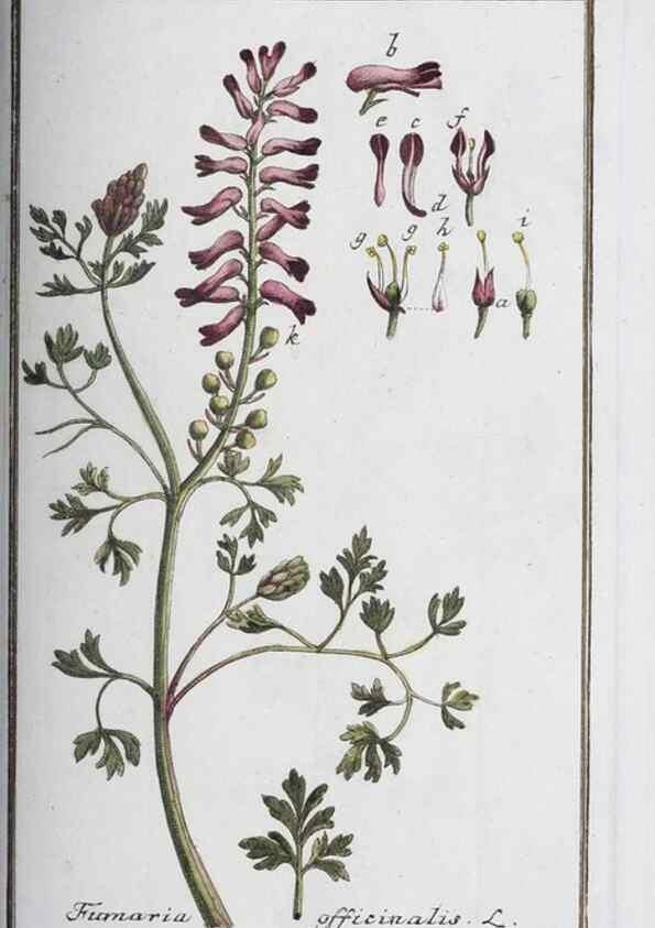 Reproducción/Reproduction 46455475404: Icones plantarum medicinalium.. Nürnberg :auf Kosten der Raspischen Buchhandlung,1779-1790. 
