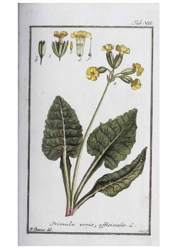 Reproducción/Reproduction 46264803715: Icones plantarum medicinalium.. Nürnberg :auf Kosten der Raspischen Buchhandlung,1779-1790. 
