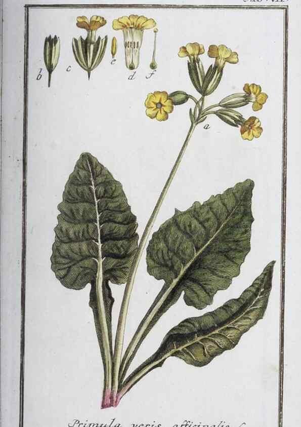 Reproducción/Reproduction 46264803715: Icones plantarum medicinalium.. Nürnberg :auf Kosten der Raspischen Buchhandlung,1779-1790. 