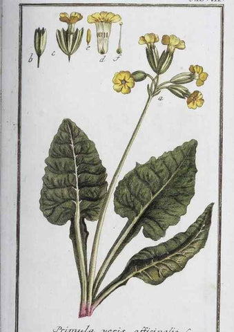 Reproducción/Reproduction 46264803715: Icones plantarum medicinalium.. Nürnberg :auf Kosten der Raspischen Buchhandlung,1779-1790. 