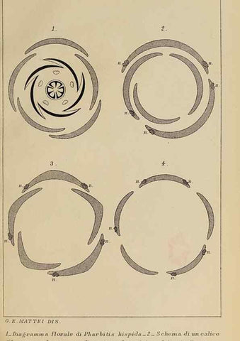 Reproducción/Reproduction 47126235222: Convolvulacee /. Bologna :Società tipografica Azzoguidi,1887.. 