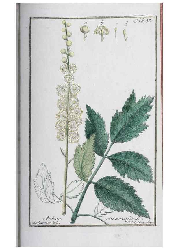 Reproducción/Reproduction 47127138402: Icones plantarum medicinalium.. Nürnberg :auf Kosten der Raspischen Buchhandlung,1779-1790. 