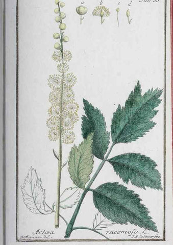 Reproducción/Reproduction 47127138402: Icones plantarum medicinalium.. Nürnberg :auf Kosten der Raspischen Buchhandlung,1779-1790. 