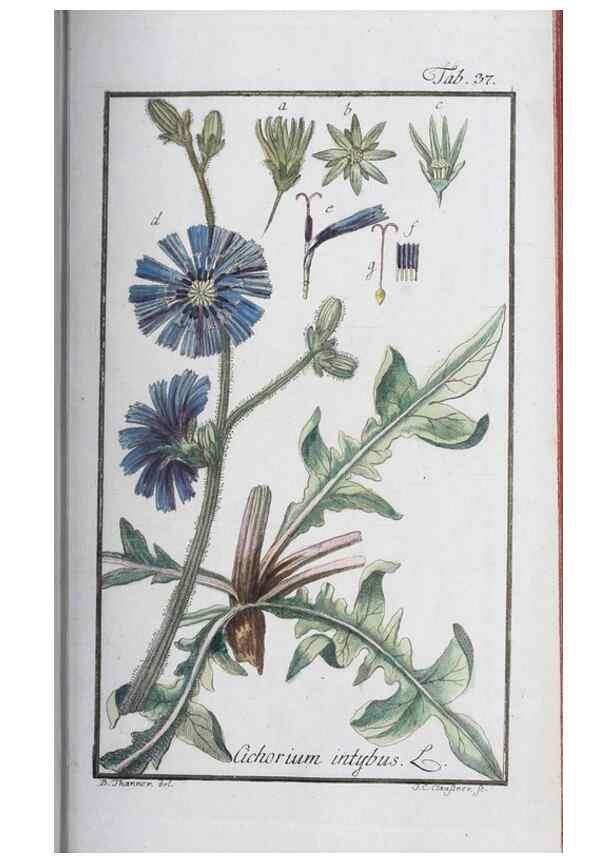 Reproducción/Reproduction 47127139422: Icones plantarum medicinalium.. Nürnberg :auf Kosten der Raspischen Buchhandlung,1779-1790. 