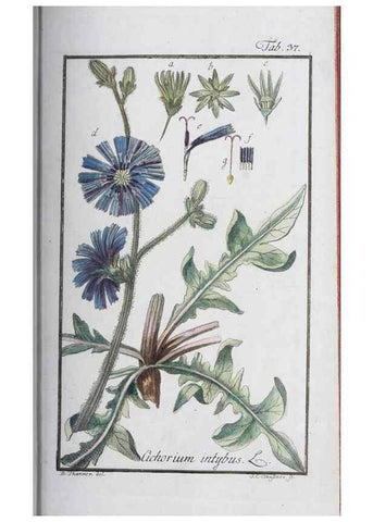 Reproducción/Reproduction 47127139422: Icones plantarum medicinalium.. Nürnberg :auf Kosten der Raspischen Buchhandlung,1779-1790. 