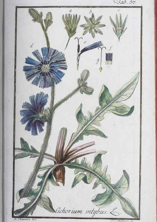 Reproducción/Reproduction 47127139422: Icones plantarum medicinalium.. Nürnberg :auf Kosten der Raspischen Buchhandlung,1779-1790. 