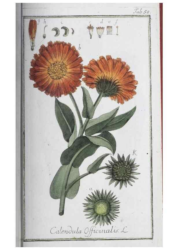 Reproducción/Reproduction 46455500054: Icones plantarum medicinalium.. Nürnberg :auf Kosten der Raspischen Buchhandlung,1779-1790. 