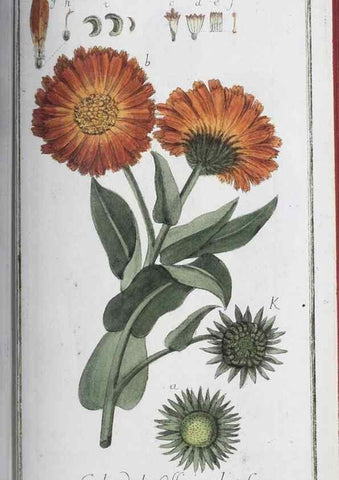 Reproducción/Reproduction 46455500054: Icones plantarum medicinalium.. Nürnberg :auf Kosten der Raspischen Buchhandlung,1779-1790. 